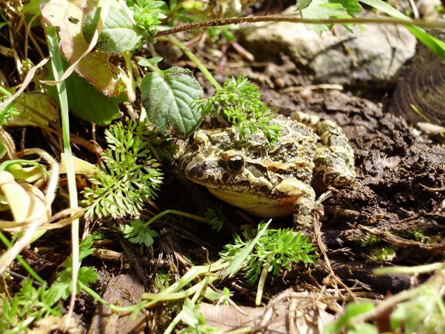 DISCOGLOSSO - Discoglossus pictus